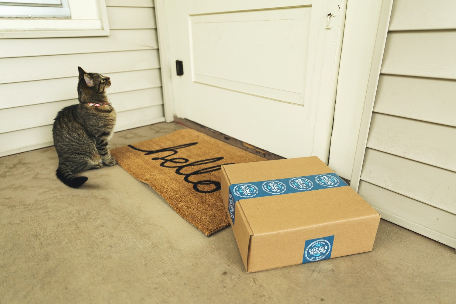 A cat sat on a doormat looking at a delivery box, representing Amazon fulfillment fees.