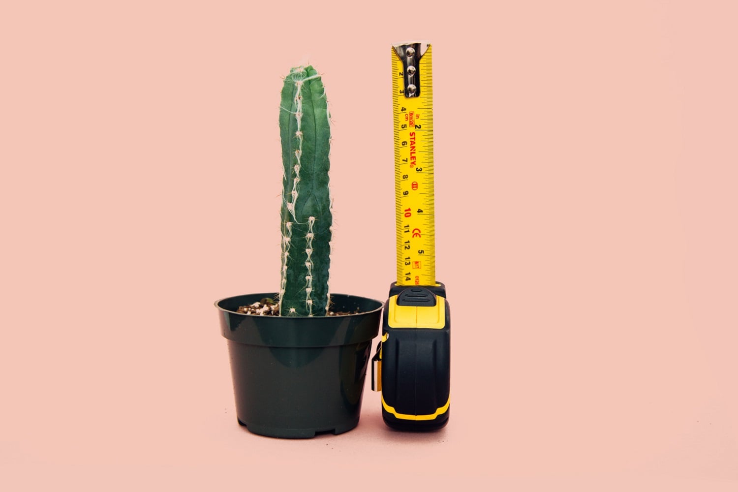 A tape measure being used to measure the length of a phallic-looking cactus.