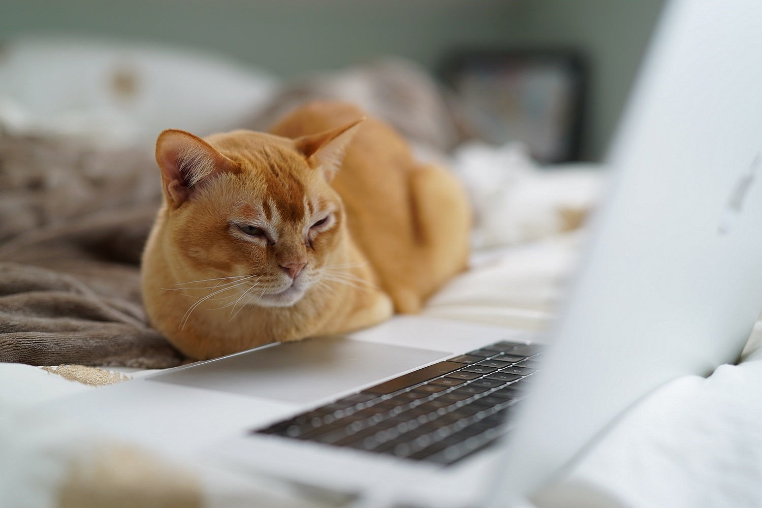 A cat looking at a laptop, using software to help calculate Amazon prices.